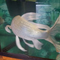 Carpa koi Butterfly bianca lucida - 40 cm