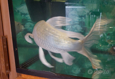 Carpa koi Butterfly bianca lucida - 40 cm