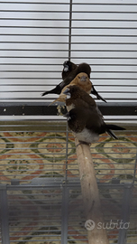 Passeri del giappone