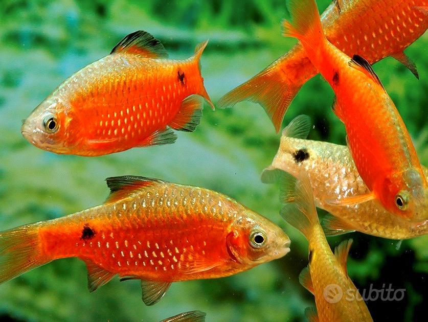 Specie di pesci rossi Regalo e vendita animali