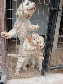 Cucciolo lagotto