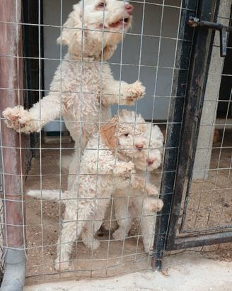 Cucciolo lagotto