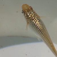 Medaka champagne Gold lame'