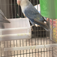 Insipirabille coppia