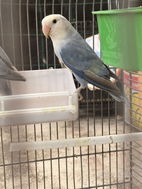 Insipirabille coppia