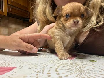 Chihuahua papillon