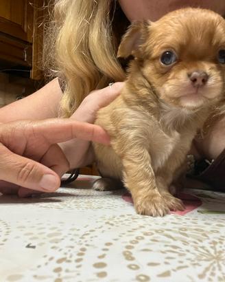 Chihuahua papillon
