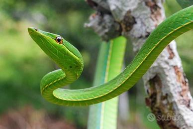 Pitone, Boa, Elaphe, Serpenti, Rettili
