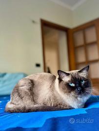 Gatto per accoppiamento