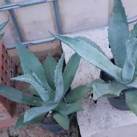PIANTE DI AGAVE E AGAVE AMERICANA IN VASO