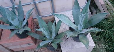 PIANTE DI AGAVE E AGAVE AMERICANA IN VASO