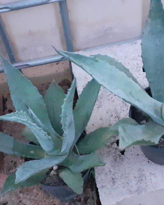 PIANTE DI AGAVE E AGAVE AMERICANA IN VASO