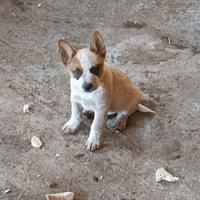 Cuccioli Australian Cattle Dog con pedigree