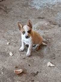 Cuccioli Australian Cattle Dog con pedigree