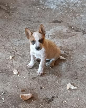 Cuccioli Australian Cattle Dog con pedigree