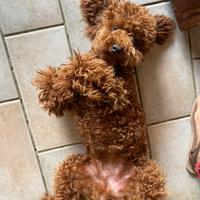 Barboncino red per monta