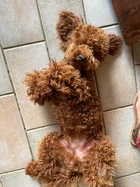 Barboncino red per monta