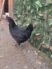 Gallina /chioccia