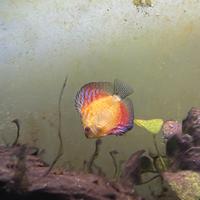 Discus