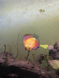 Discus