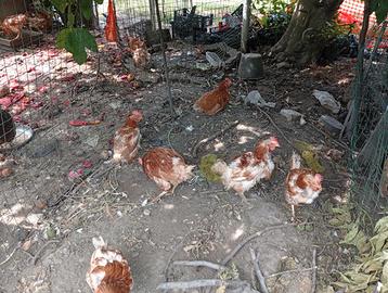 Galline