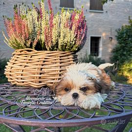 Shihtzu cuccioli