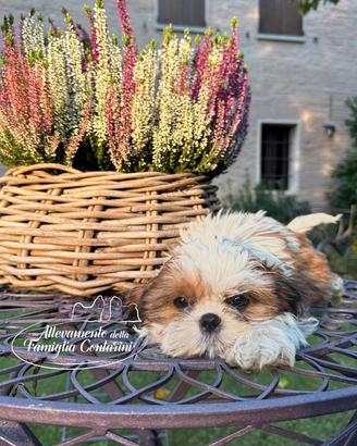 Shihtzu cuccioli