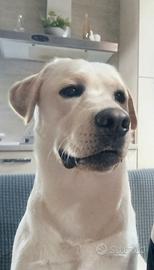 Labrador per monta