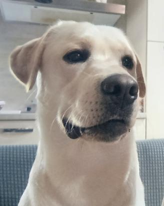 Labrador per monta