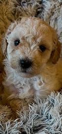 Cuccioli barboncino nano