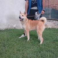 Akita inu