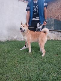 Akita inu
