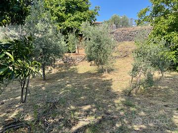 Terreno agricolo/uliveto edificabile