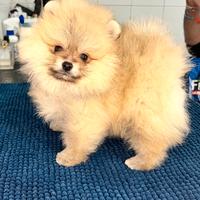 Pomeranian top Nanissimi