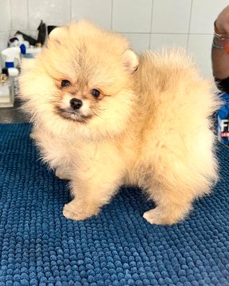 Pomeranian top Nanissimi