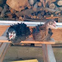 Galline Freezer