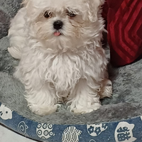 Maltese coreano