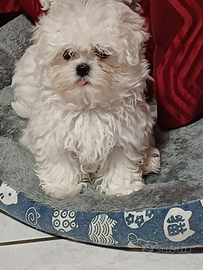 Maltese coreano