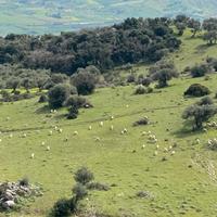 Terreno uliveto azienda agricola