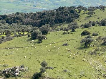 Terreno uliveto azienda agricola