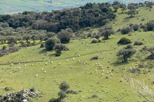 Terreno uliveto azienda agricola