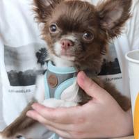 Chihuahua pelo lungo choco