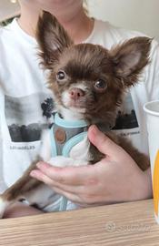 Chihuahua pelo lungo choco