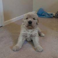 Cuccioli Labrador Retriever