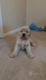 Cuccioli Labrador Retriever