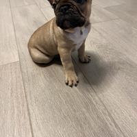 Bouldogue francese