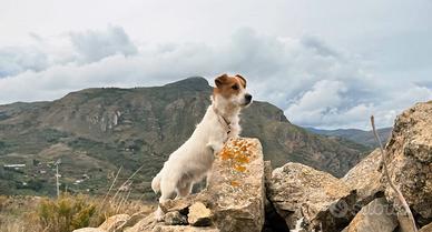Jack russell pedigree
