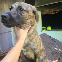 Nina cane di 10 mesi super carina