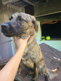 Nina cane di 10 mesi super carina