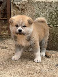Akita giapponese